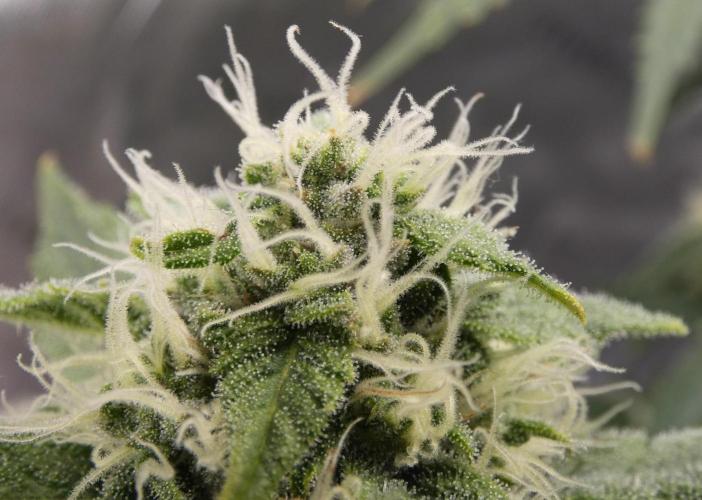 Blueberry - QCS. Week 10