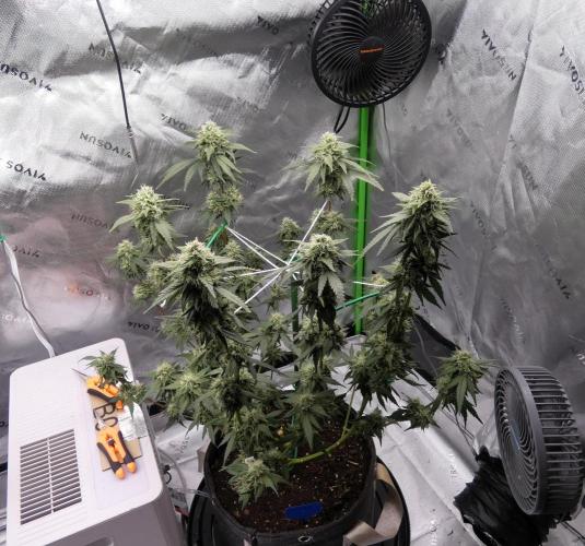Blueberry - QCS. Week 10