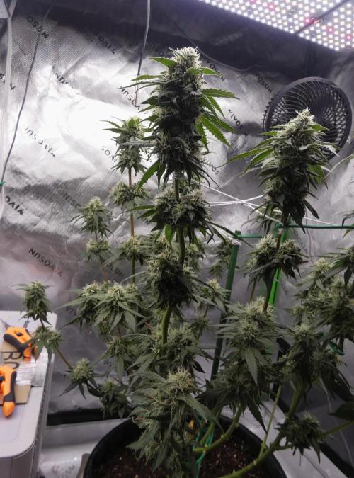 Blueberry - QCS. Week 10