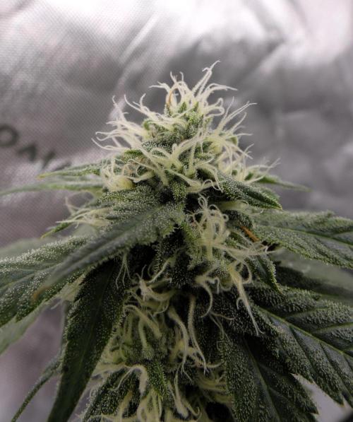 Blueberry - QCS. Week 10