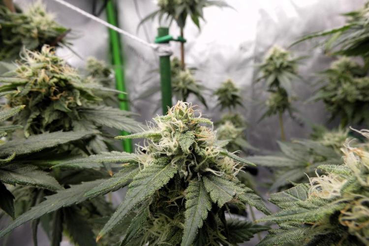 Blueberry - QCS. Week 10