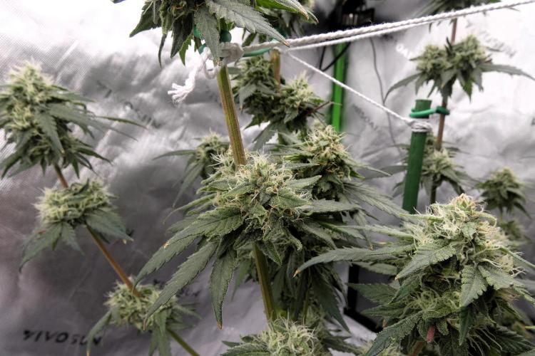 Blueberry. Week 10