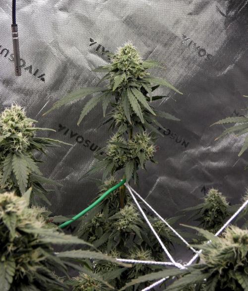 Blueberry - QCS. Week 10