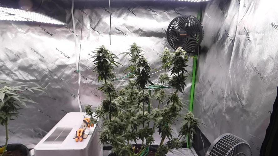 Blueberry - QCS