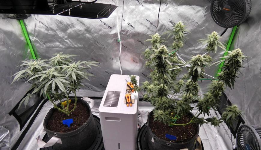 Blueberry - QCS. Week 10