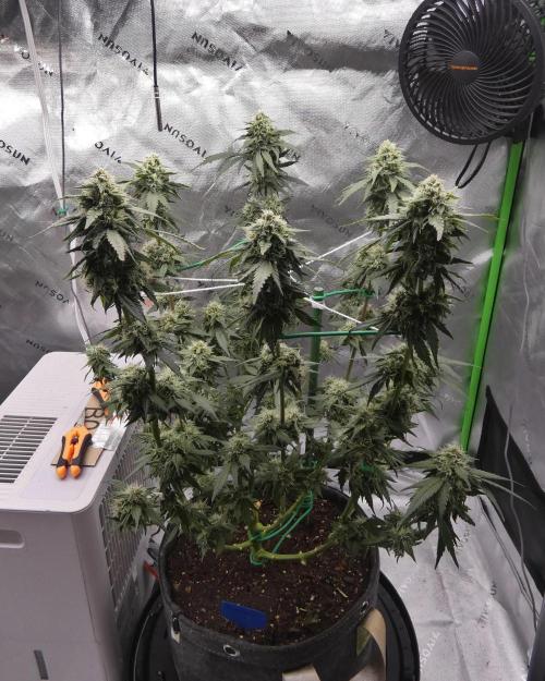 Blueberry - QCS. Week 10