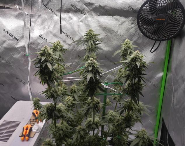 Blueberry. Week 10
