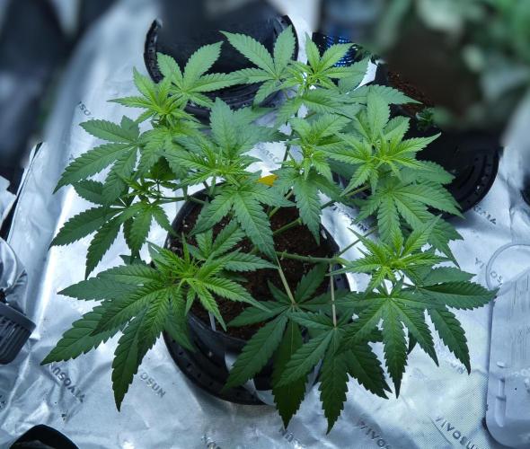 Sour OG (white label). Week 13 - Day 42