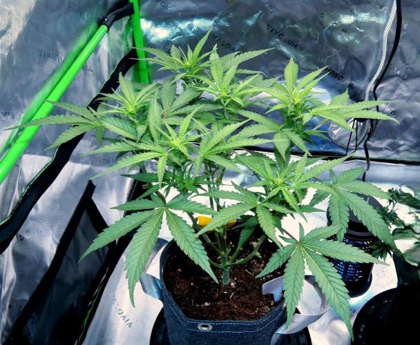 Sour OG (white label). Week 13 - Day 49