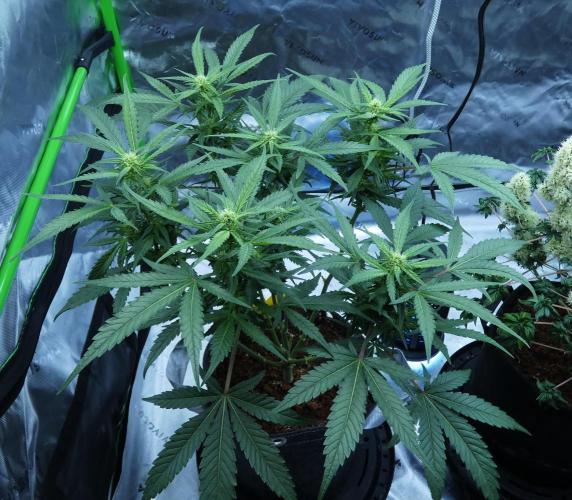 Sour OG (white label). Week 13 - Day 56
