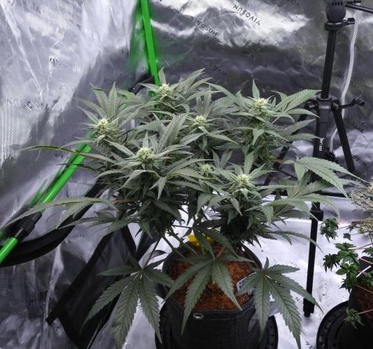Sour OG (white label). Week 13 - Day 63