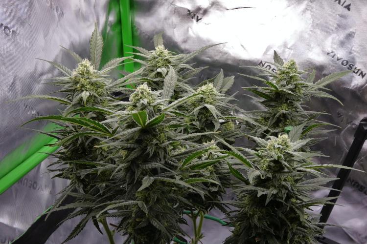 Sour OG (white label). Week 13 - Day 70