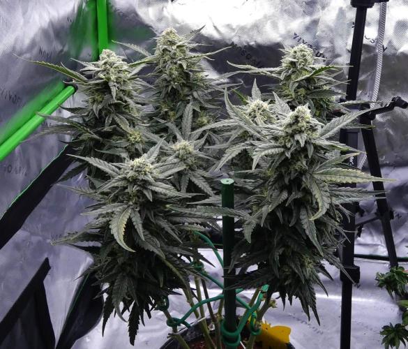 Sour OG (white label). Week 13 - Day 77