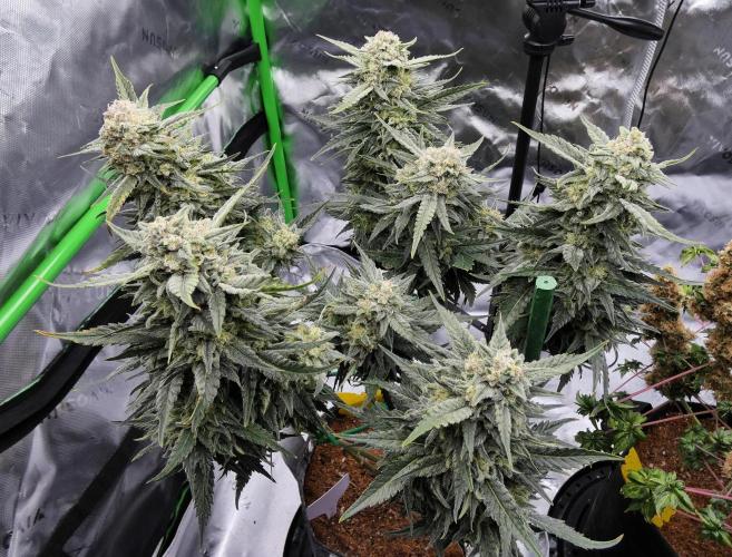 Sour OG (white label). Week 13 - Day 84
