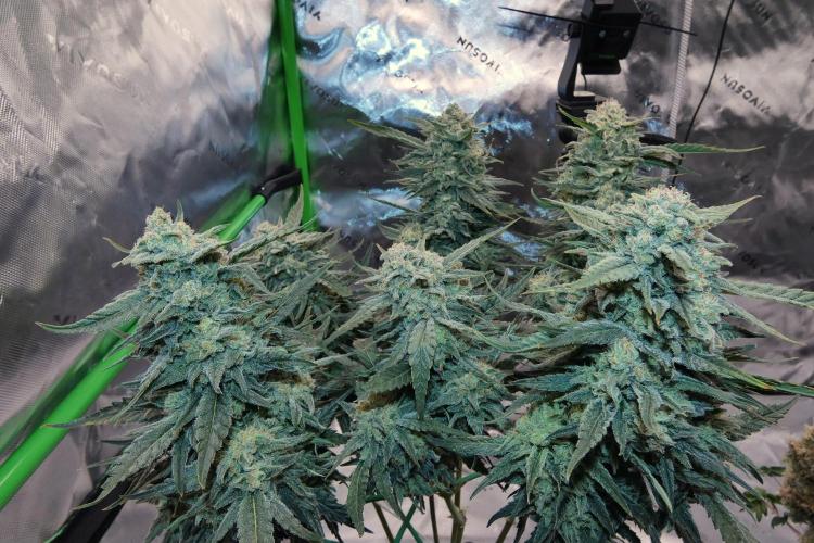 Sour OG (white label). Week 13 - Day 85