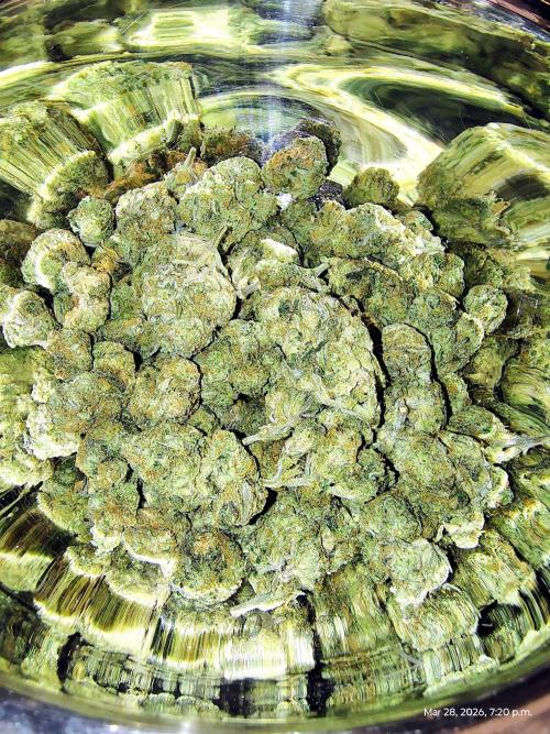 Sour OG (white label). Week 13 - bowl o' buds