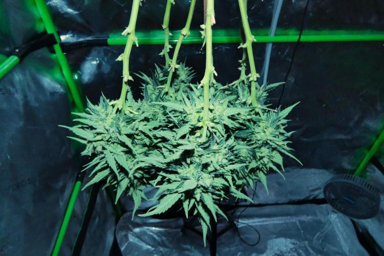 Sour OG (white label). Week 13 - drying