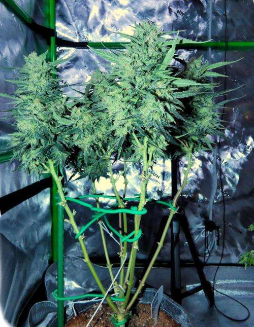 Sour OG (white label). Week 13 - Day 86 Harvest Day