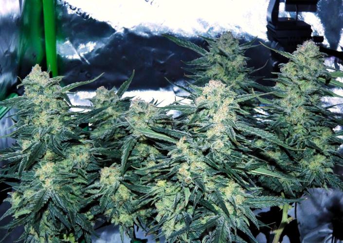 Sour OG (white label). Week 13 - Day 86 Harvest Day