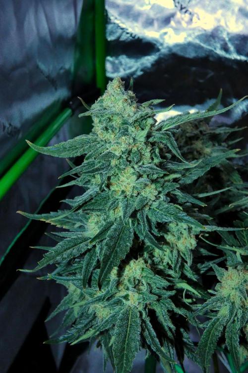 Sour OG (white label). Week 13 - Day 86 Harvest Day
