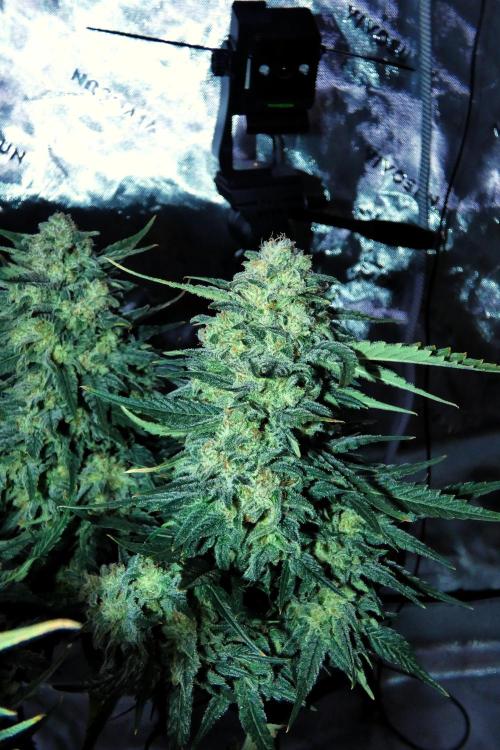 Sour OG (white label). Week 13 - Day 86 Harvest Day