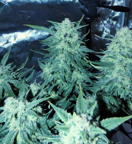 Sour OG (white label). Week 13 - Day 86 Harvest Day