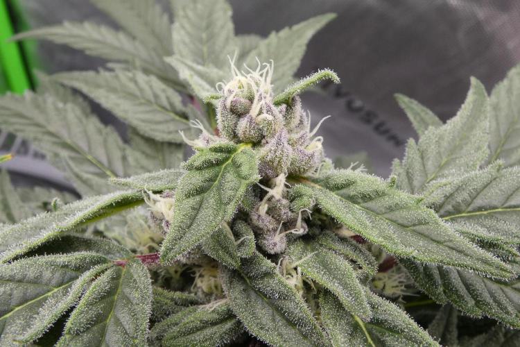 Four Banger. Week 10
