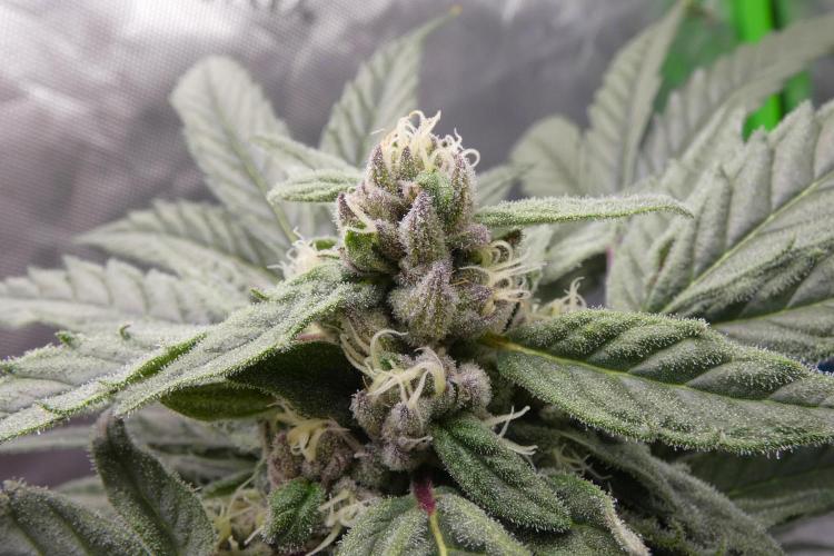 Four Banger. Week 10