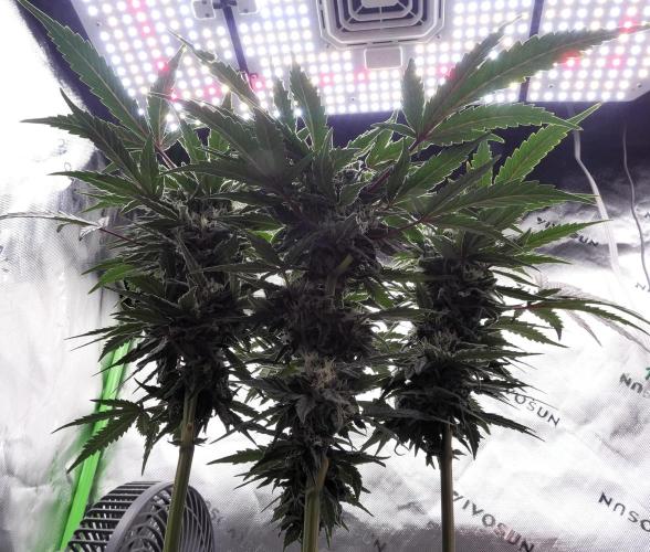 Four Banger. Week 10