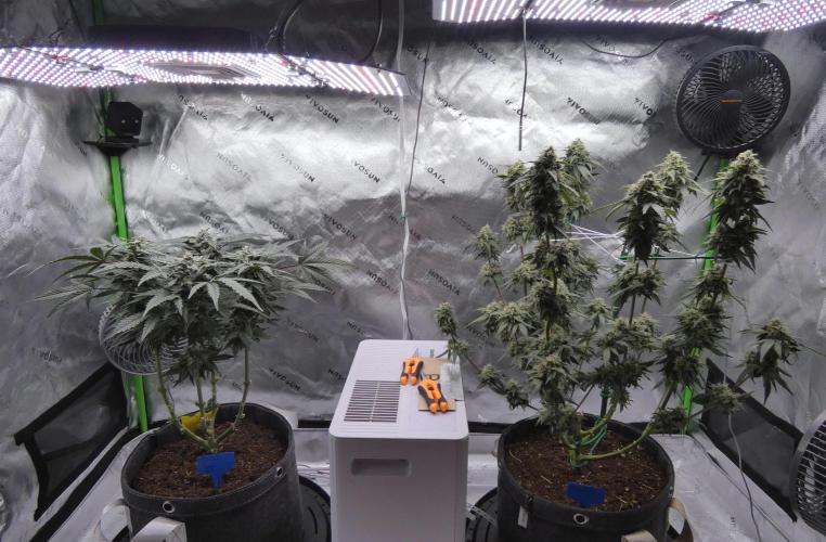 Four Banger. Week 10