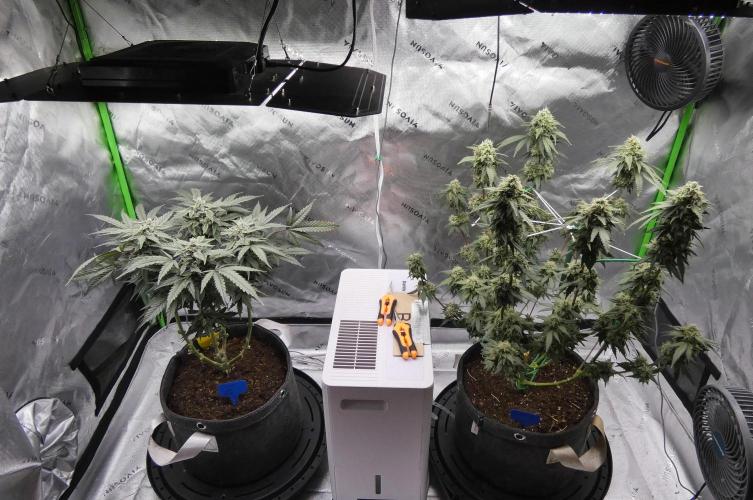 Four Banger. Week 10