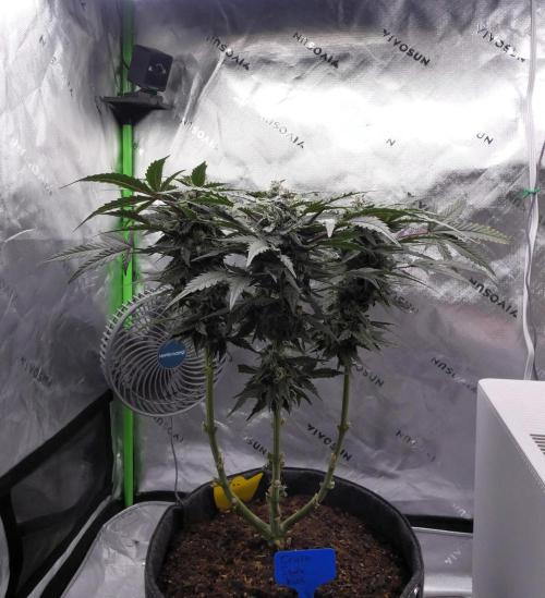 Four Banger. Week 10