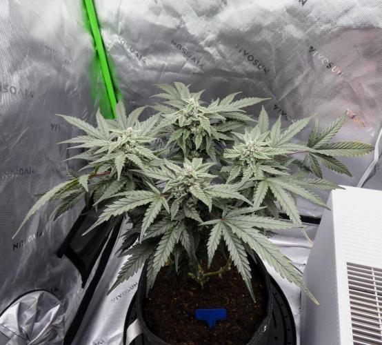 Four Banger. Week 10