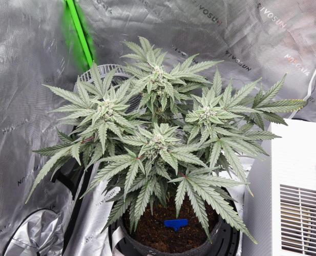 Four Banger. Week 10
