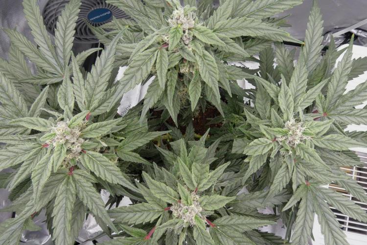 Four Banger. Week 10