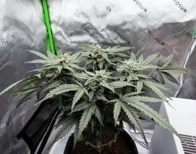 Four Banger. Week 10