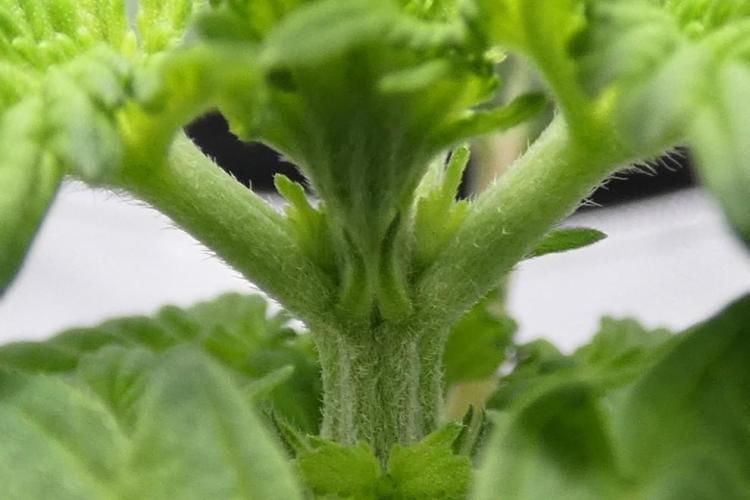 Raspberry Beret "Indica" Pheno. Week 3 - 5th node (side a)