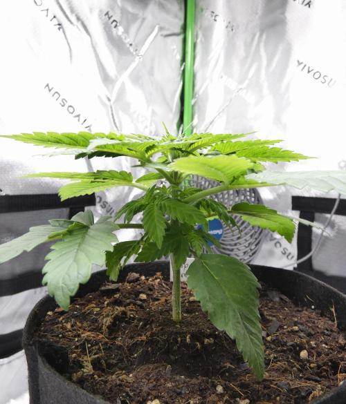 Raspberry Beret "Indica" Pheno. Week 3
