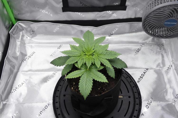 Raspberry Beret "Indica" Pheno. Week 3