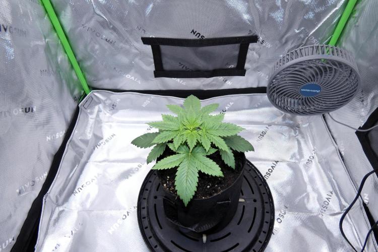 Raspberry Beret "Indica" Pheno. Week 3