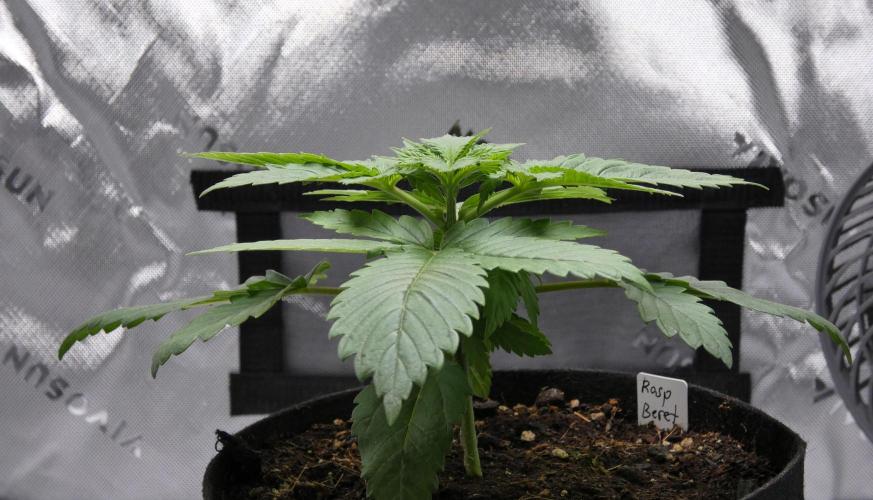 Raspberry Beret "Indica" Pheno. Week 3