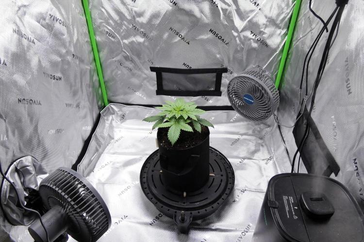 Raspberry Beret "Indica" Pheno. Week 3