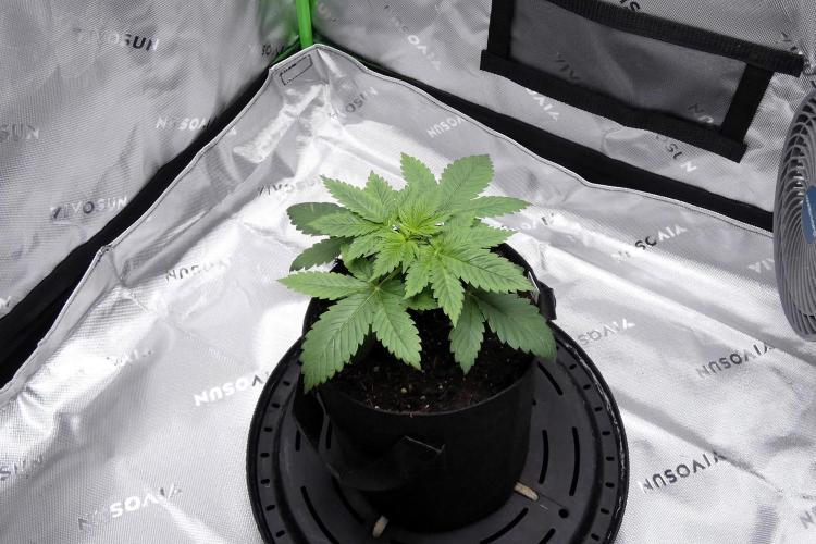 Raspberry Beret "Indica" Pheno. Week 3