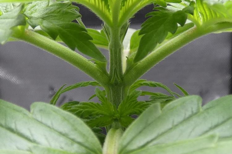 Raspberry Beret "Indica" Pheno. Week 3 - 4th node (side b)