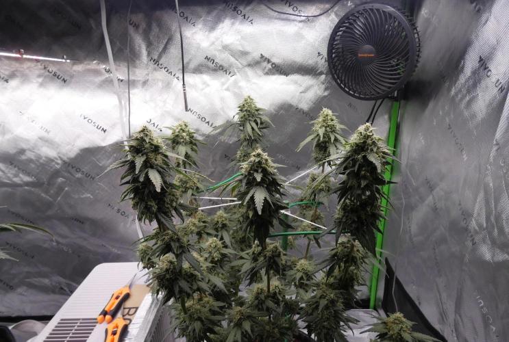 Blueberry. Week 11