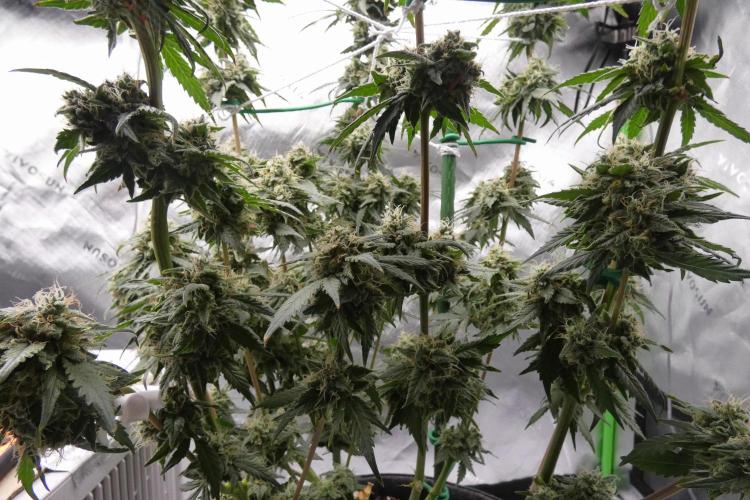 Blueberry. Week 11