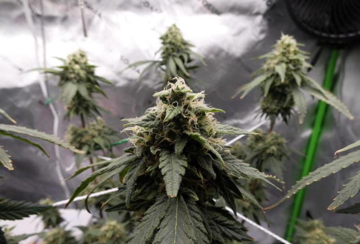 Blueberry. Week 11
