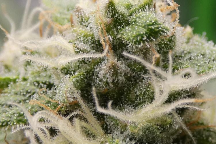 Blueberry. Week 11