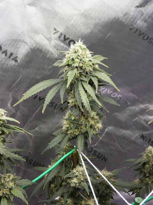 Blueberry. Week 11