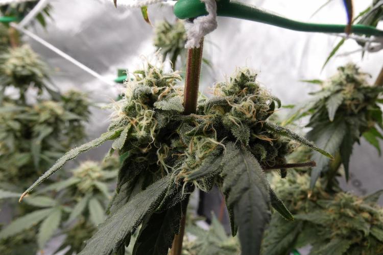 Blueberry. Week 11